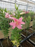 [4213 Pardini No01.JPG]